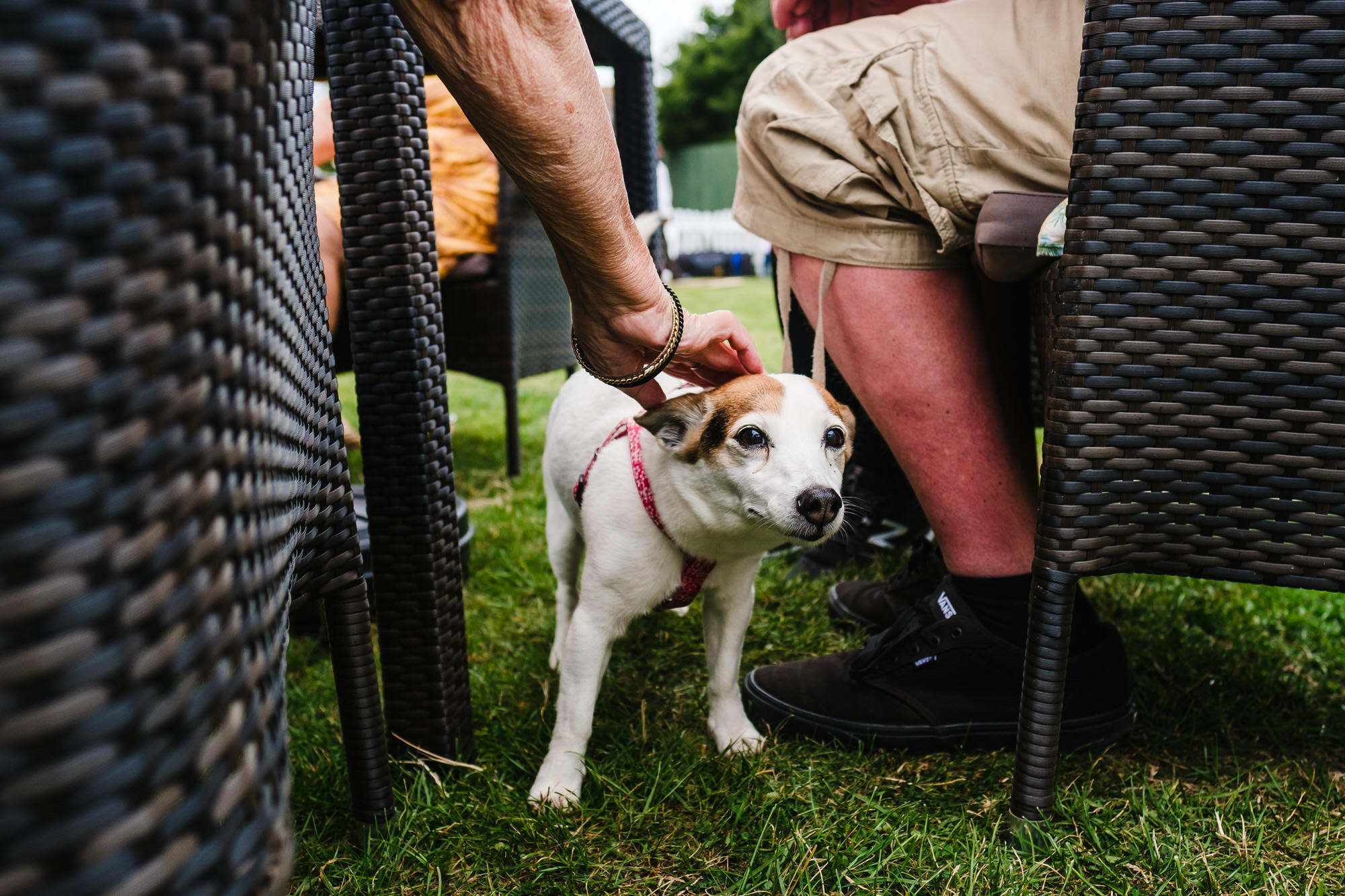 04 dogs at family gathering