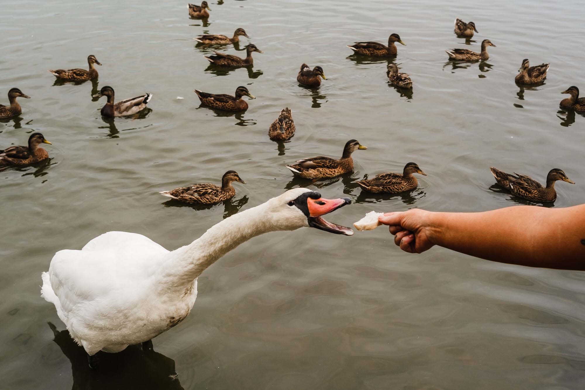 feeding a swan investment in photography